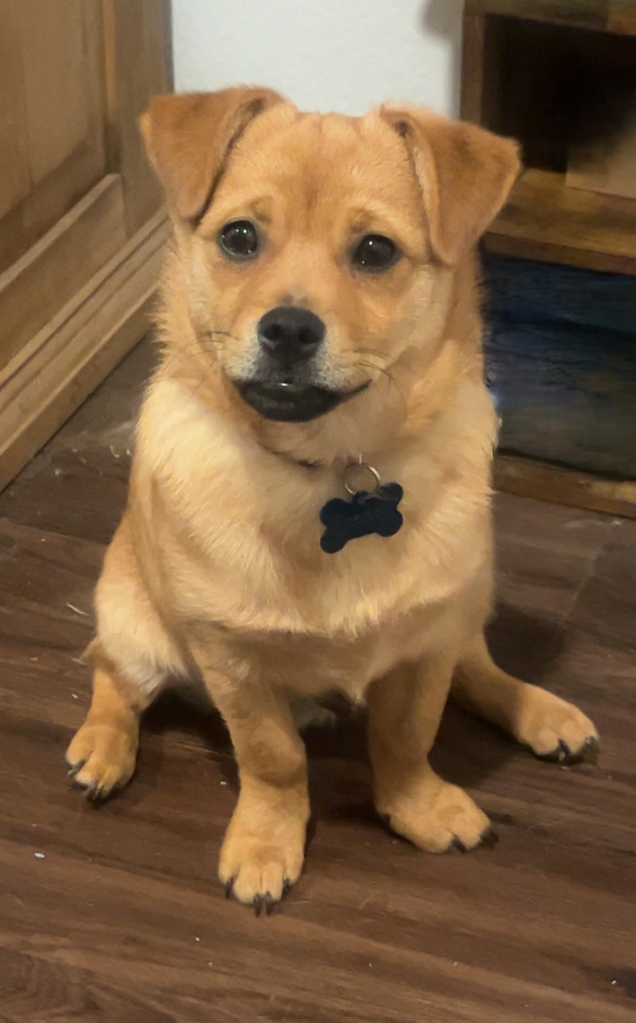 Freddy, an adopted mixed breed in Houston, TX image 1/5