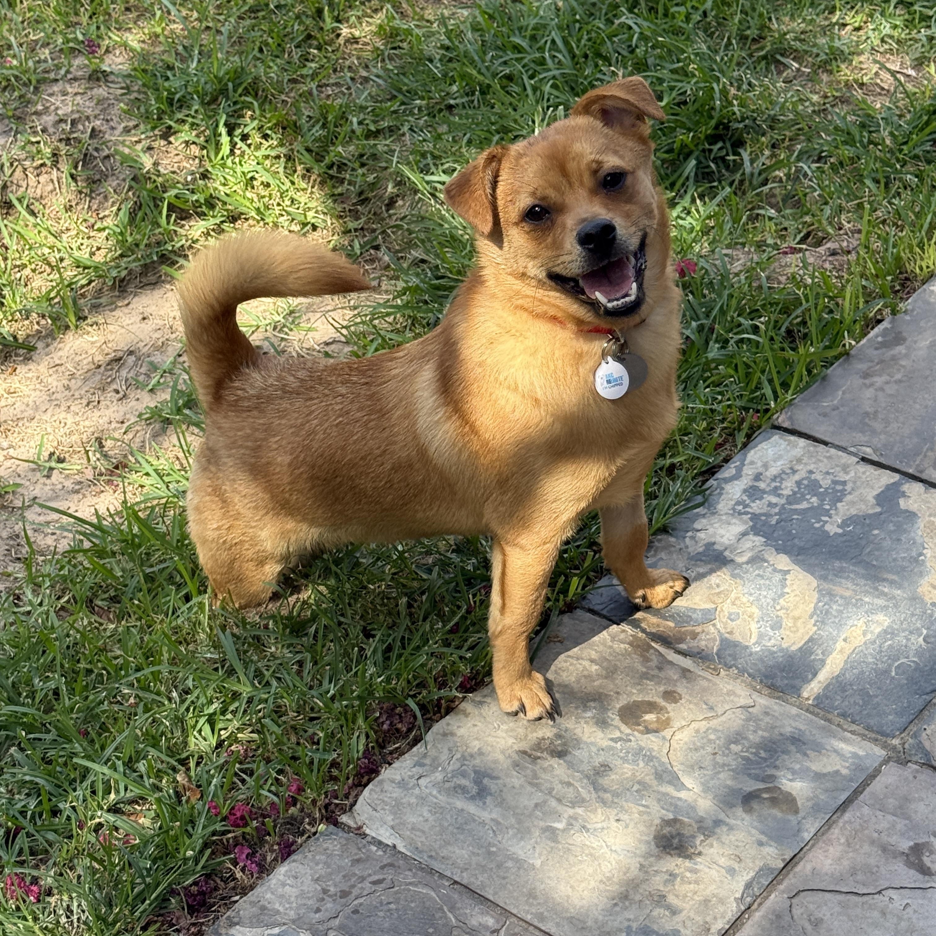 Freddy, an adopted mixed breed in Houston, TX image 4/5