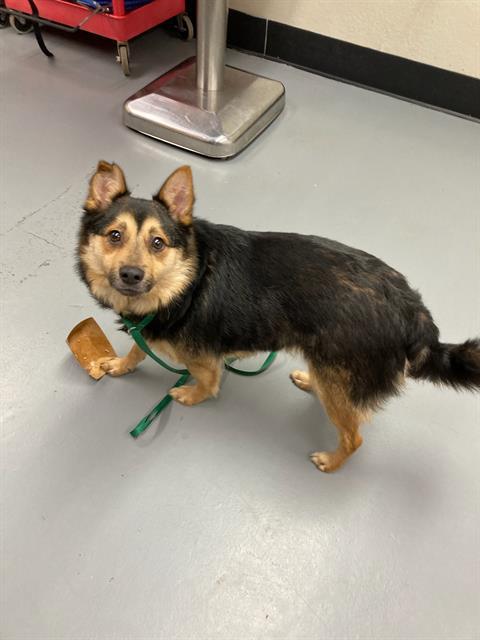 Enlarge Scotty, an adopted mixed breed in Phoenix, OR image 1/1