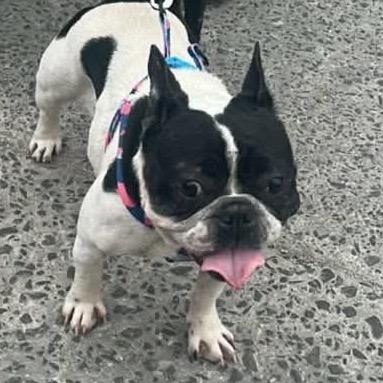 Enlarge Ophelia, a Adoptable mixed breed in San Diego, CA image 2/5