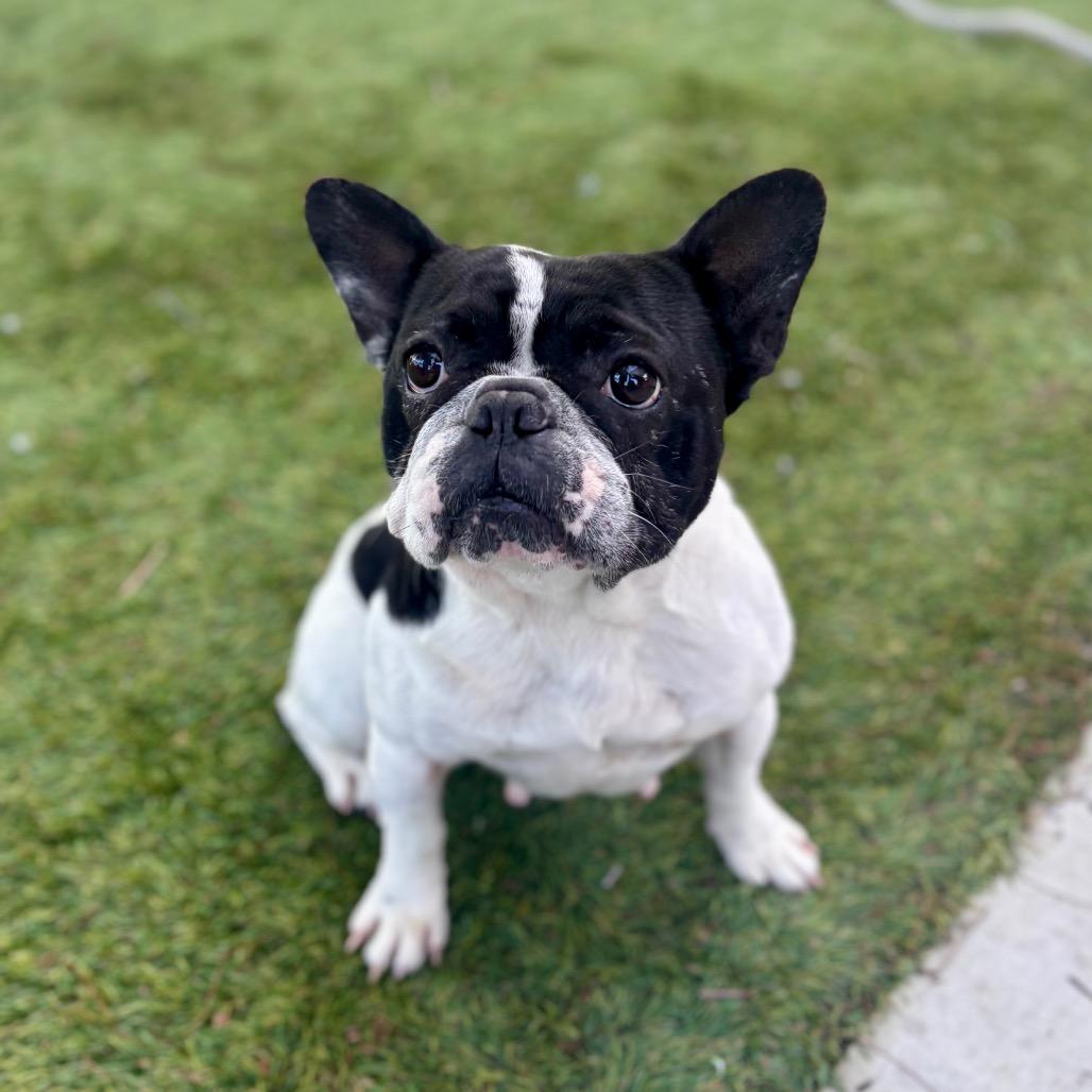 Enlarge Ophelia, a Adoptable mixed breed in San Diego, CA image 3/5