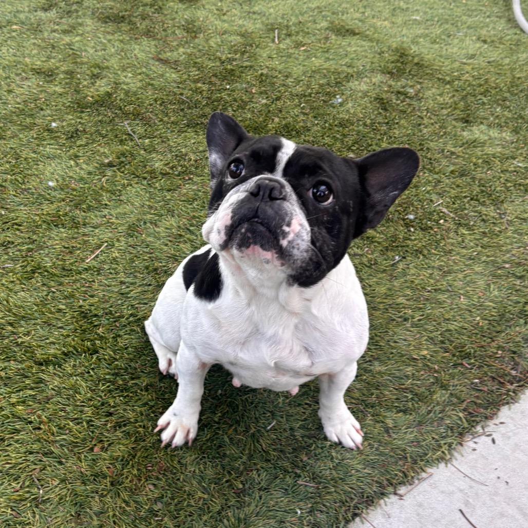 Enlarge Ophelia, a Adoptable mixed breed in San Diego, CA image 4/5