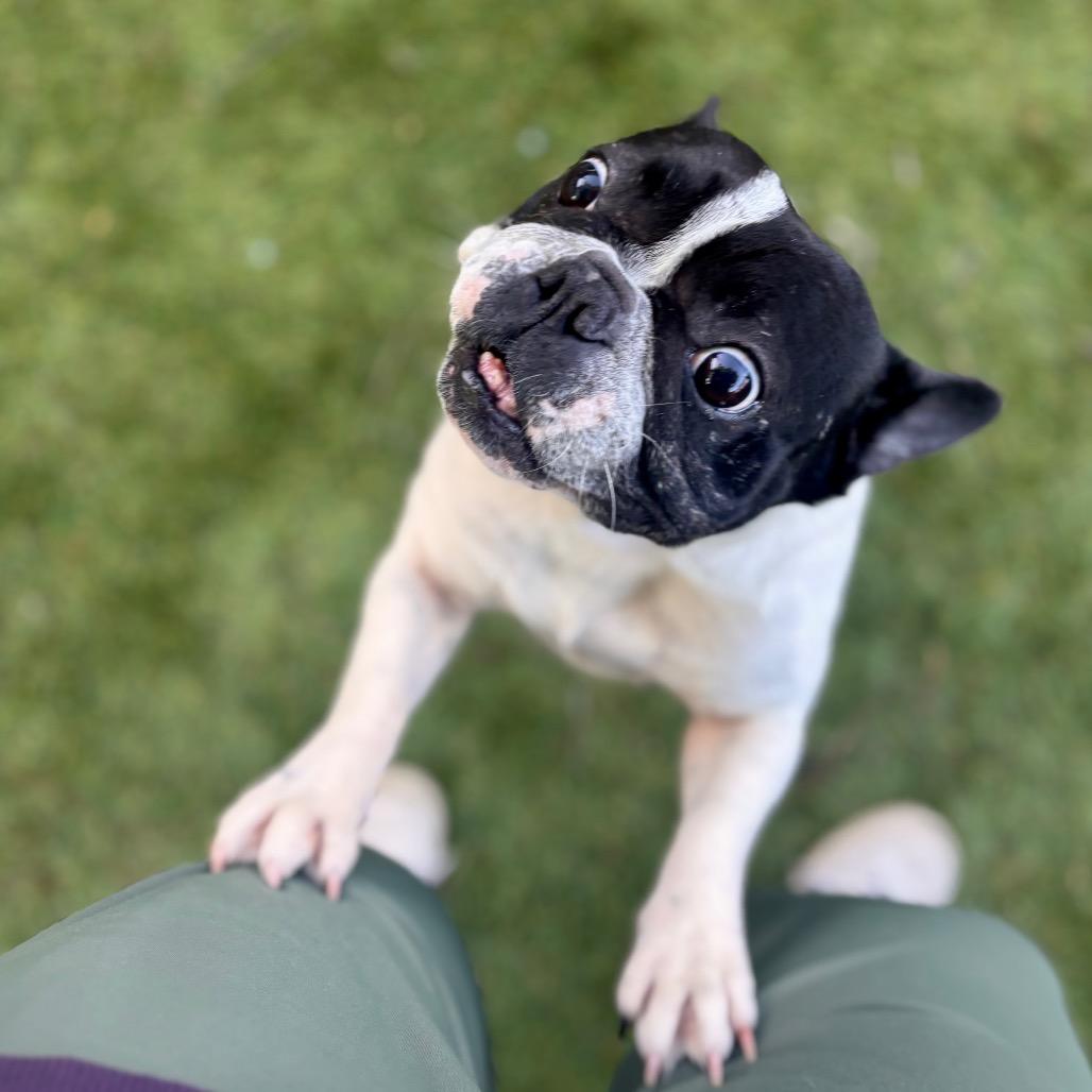 Enlarge Ophelia, a Adoptable mixed breed in San Diego, CA image 5/5