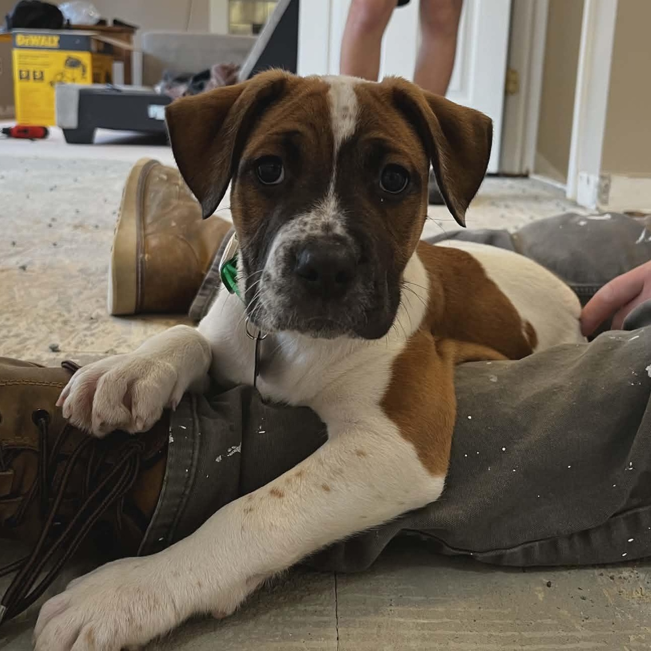 Enlarge Arthur, a ADOPTABLE Mixed Breed in Schenectady, NY image 2/6