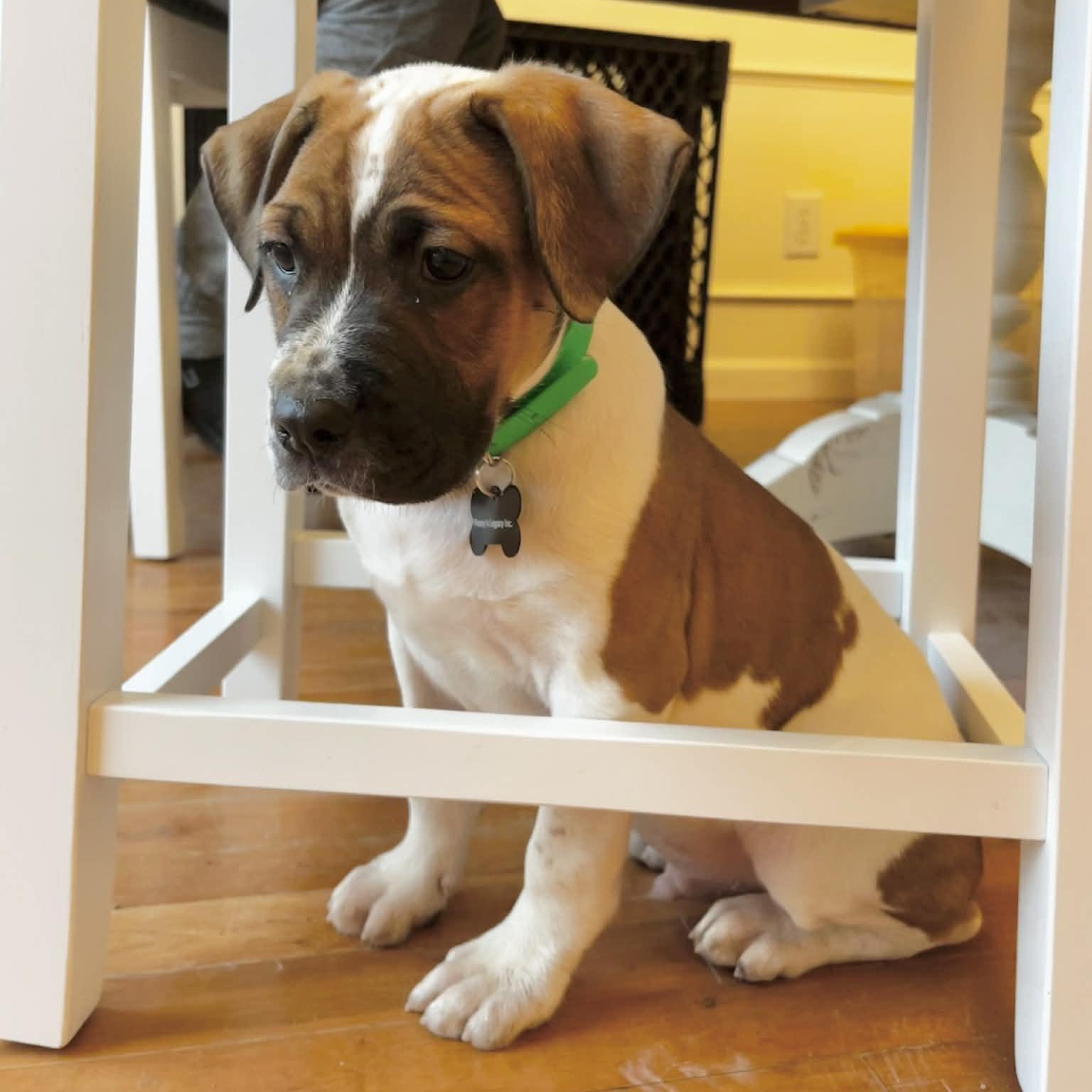 Arthur, ADOPTABLE, Puppy Male Mixed Breed.