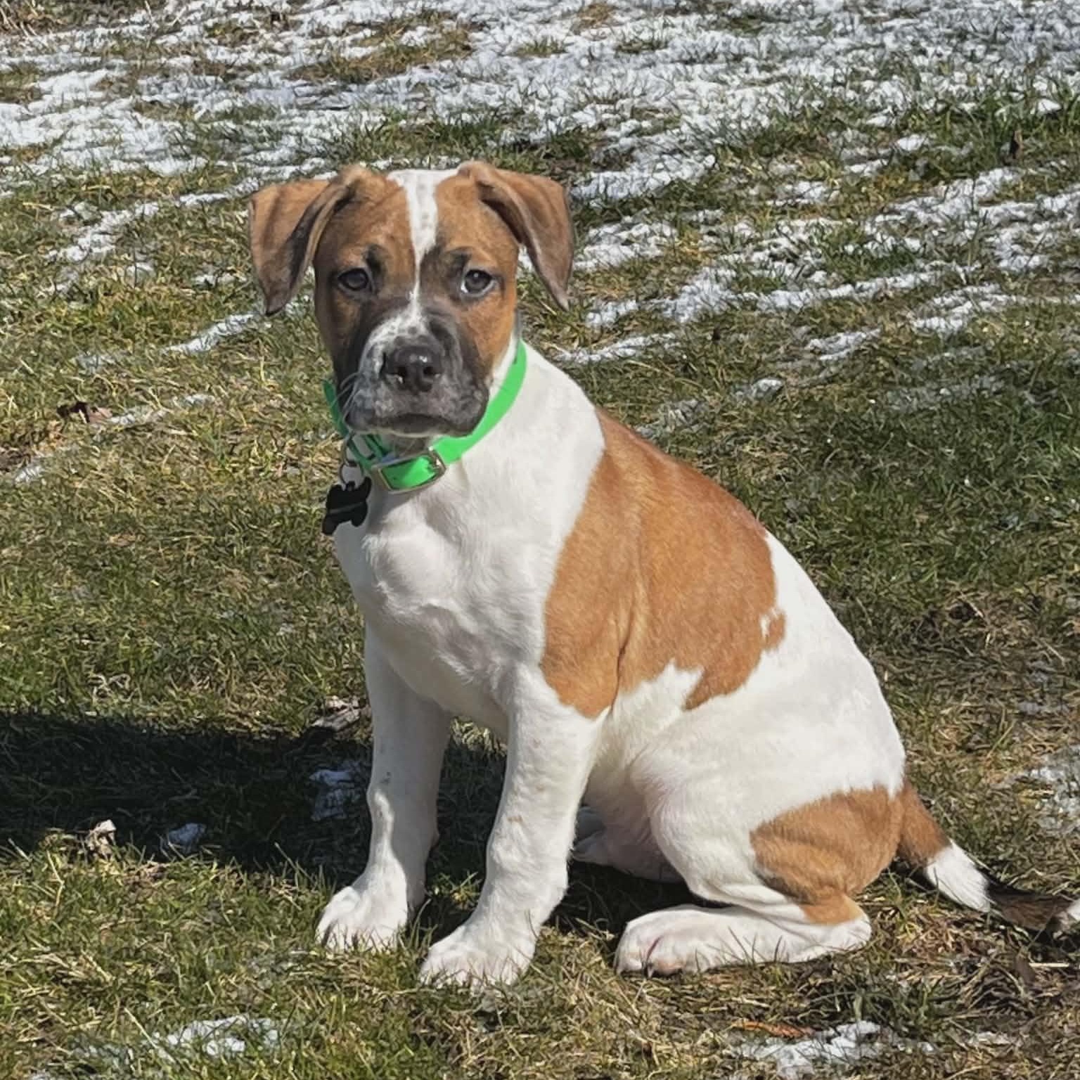 Enlarge Arthur, a ADOPTABLE Mixed Breed in Schenectady, NY image 3/6