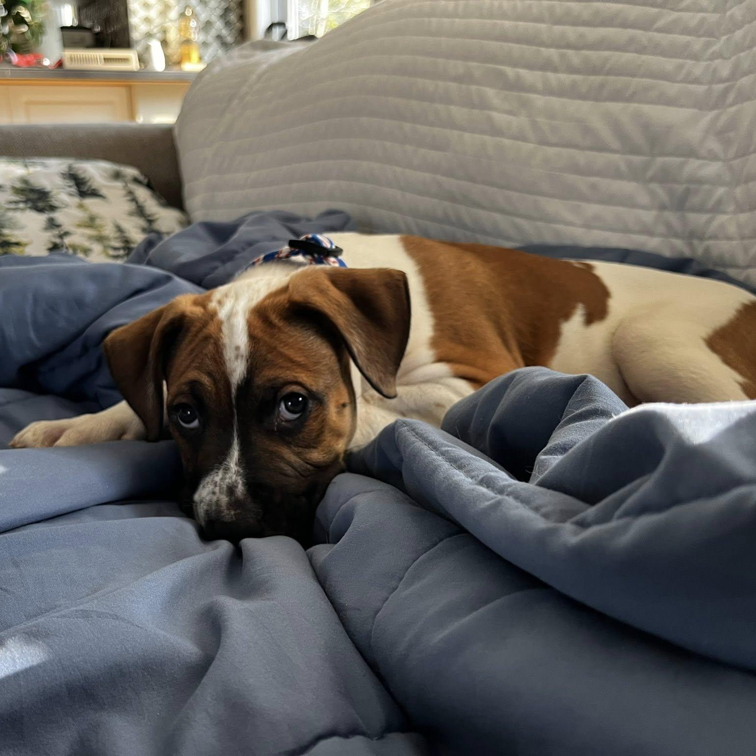 Enlarge Arthur, a ADOPTABLE Mixed Breed in Schenectady, NY image 5/6