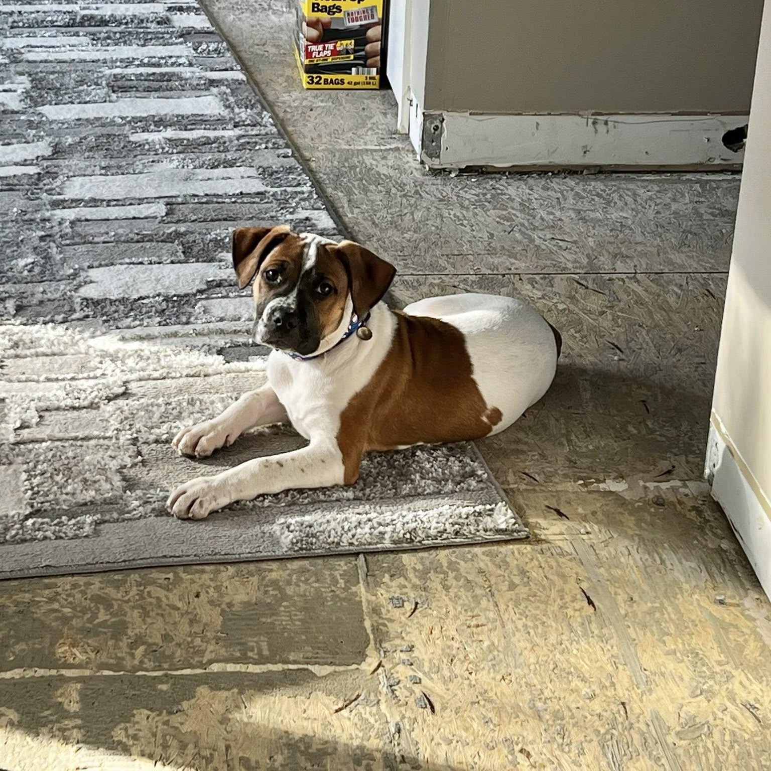 Enlarge Arthur, a ADOPTABLE Mixed Breed in Schenectady, NY image 4/6