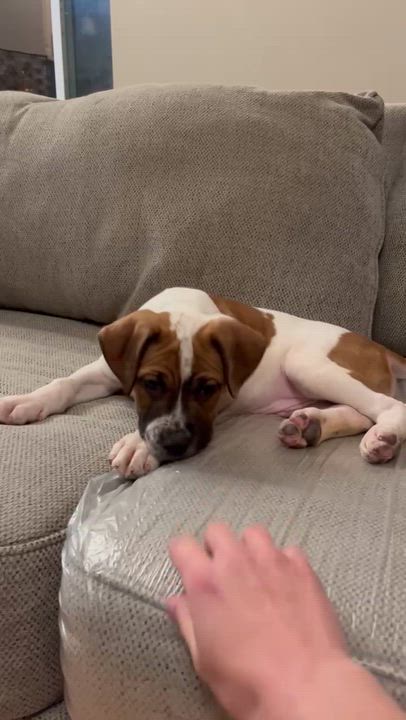 Enlarge Arthur, a ADOPTABLE Mixed Breed in Schenectady, NY video 6/6