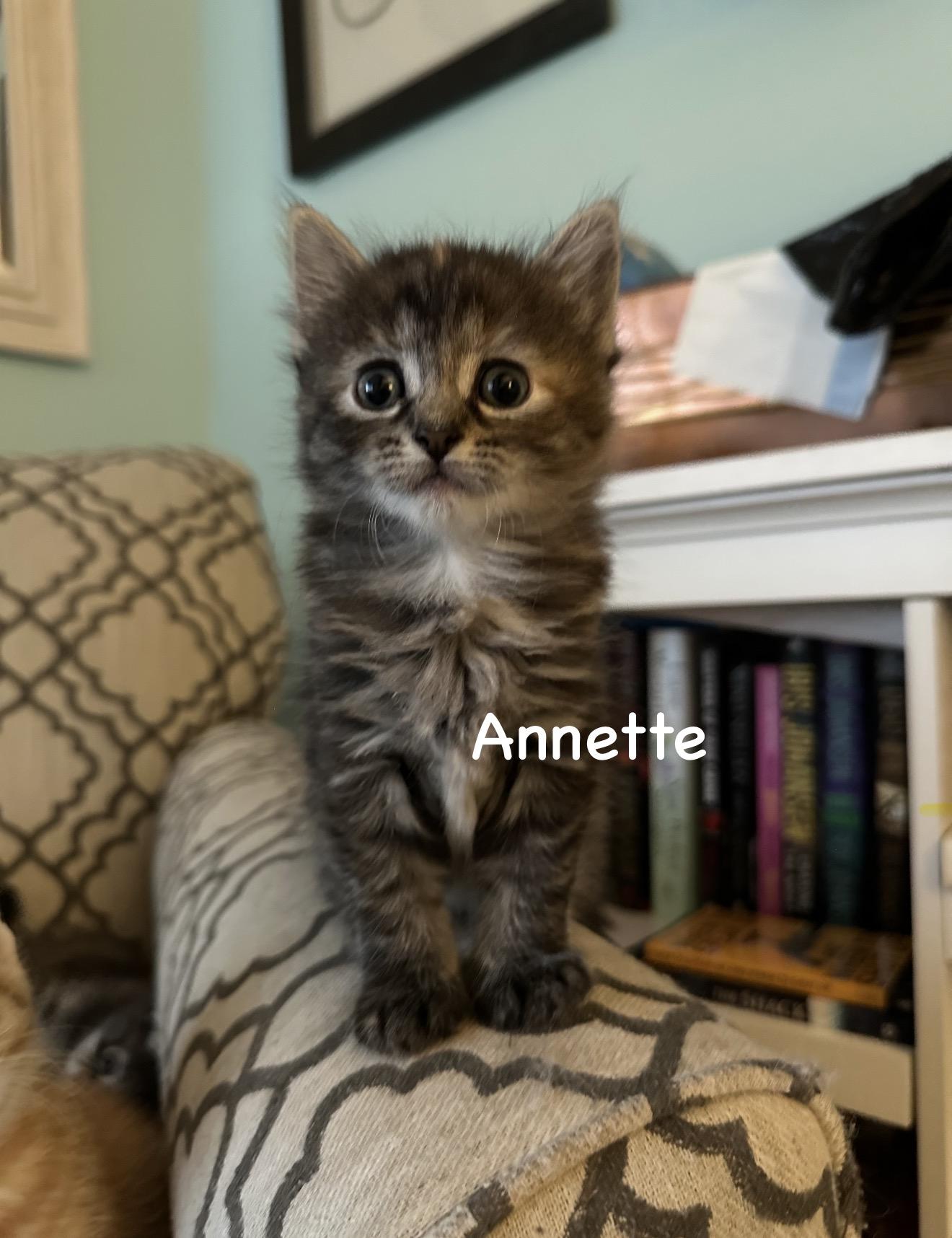 Annette , Adoptable, Kitten Female Domestic Medium Hair.
