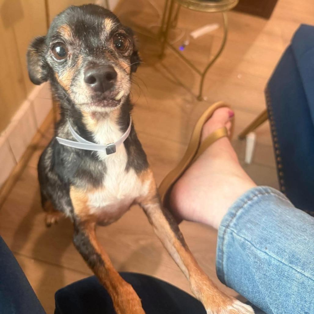 Vernon *Arriving 10/24* D12761, Adoptable, Senior Male Rat Terrier & Chihuahua.