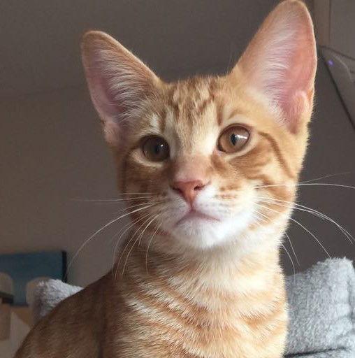 Vito, Adopted, Kitten Male Domestic Short Hair.