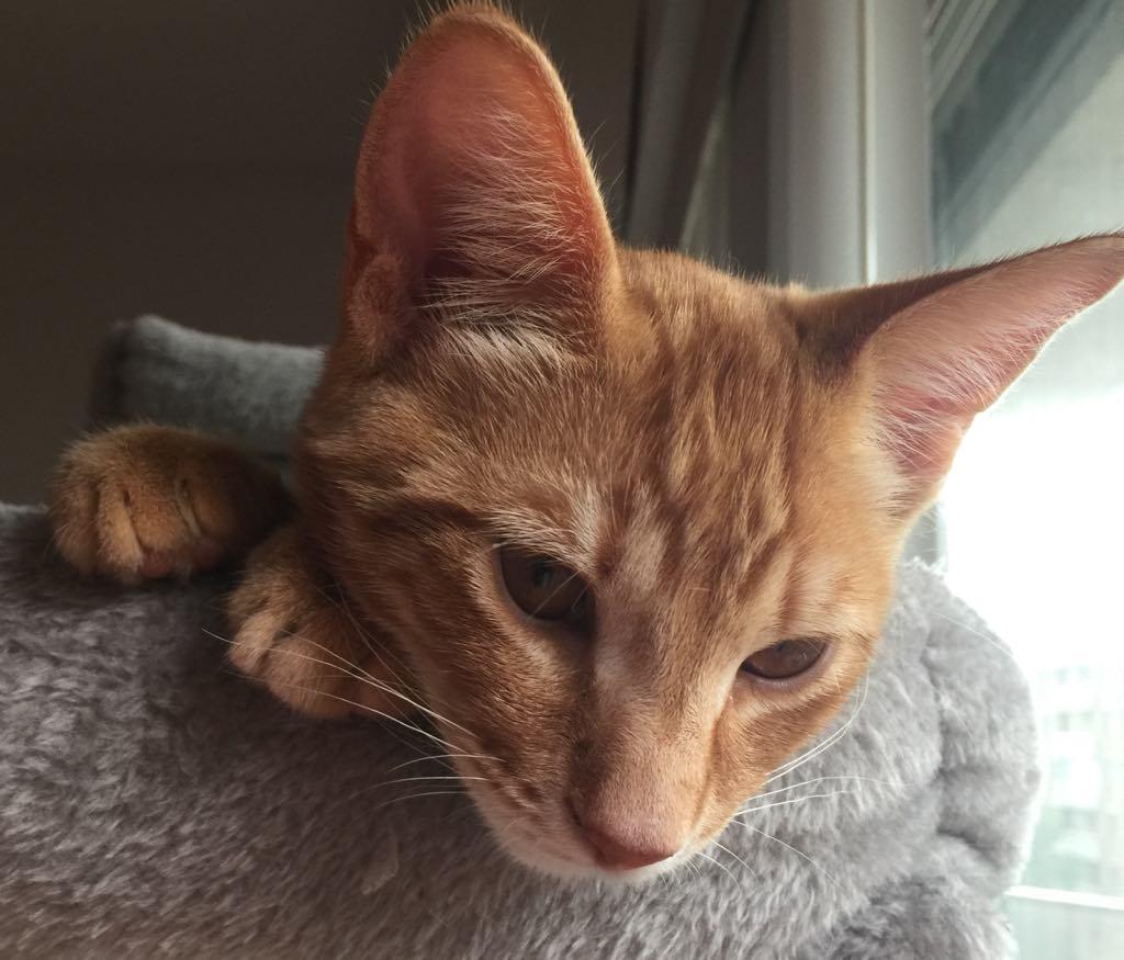 Enlarge Vito, a Adopted Domestic Short Hair in Montreal, QC image 2/3