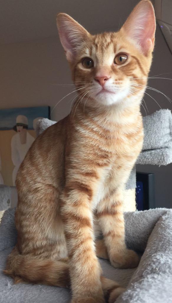 Enlarge Vito, a Adopted Domestic Short Hair in Montreal, QC image 3/3