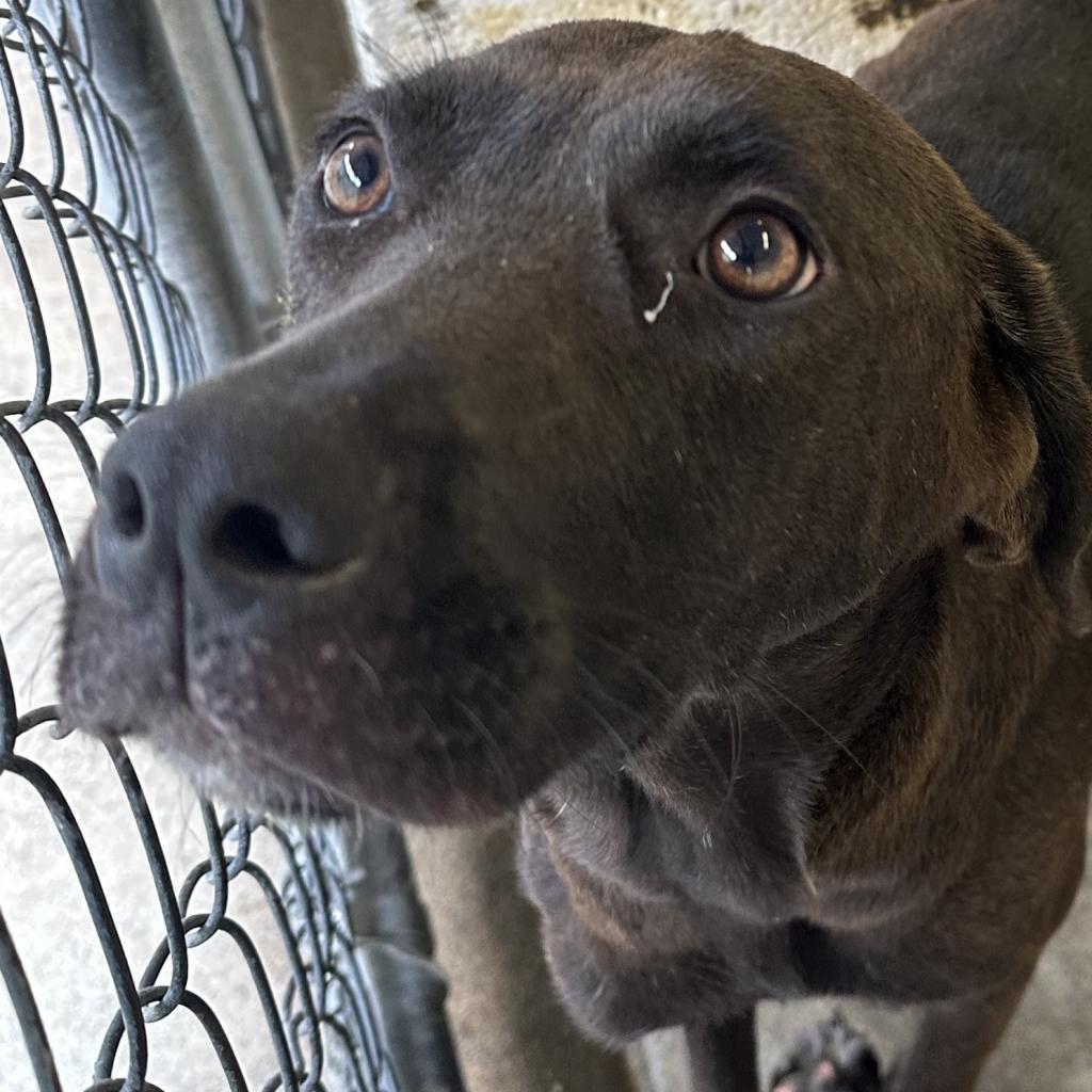 Isla, a Adoptable Chocolate Labrador Retriever in Jacksonville, AR image 1/2