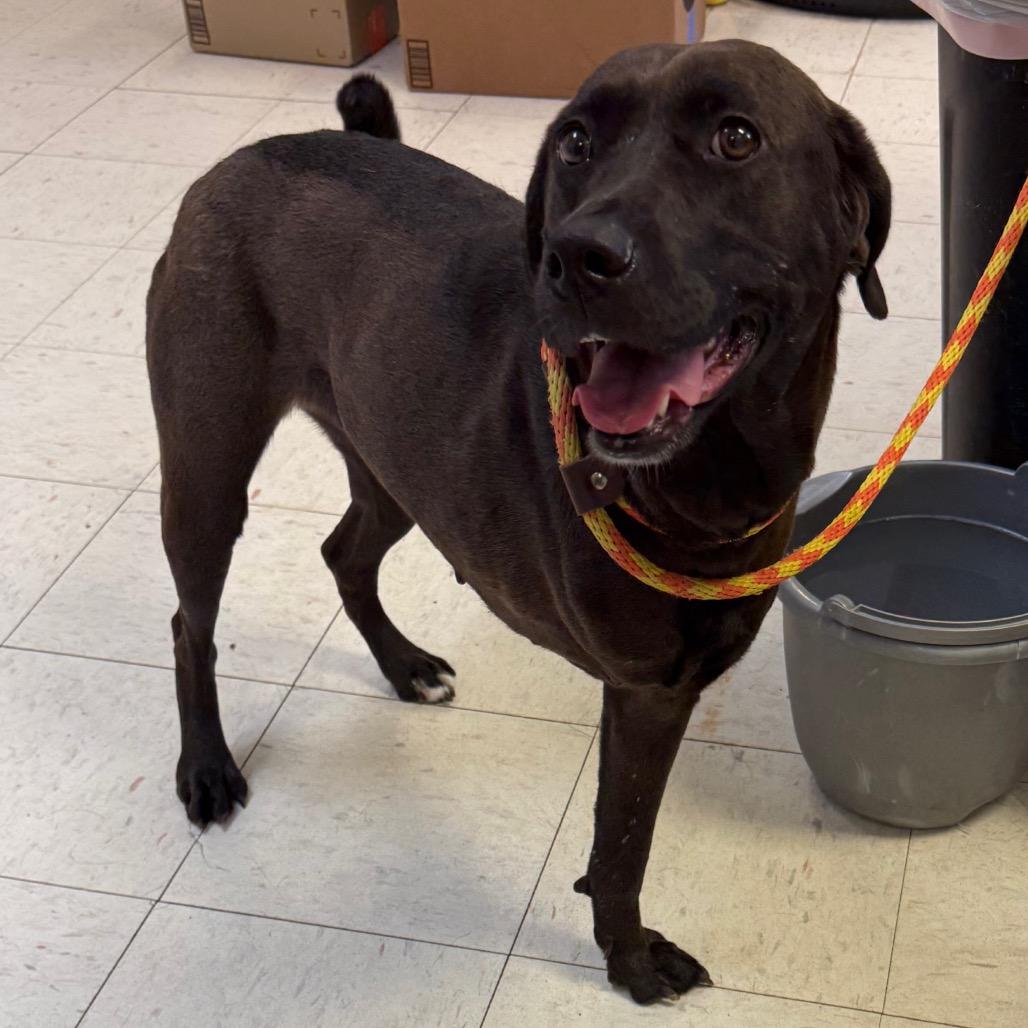 Isla, a Adoptable Chocolate Labrador Retriever in Jacksonville, AR image 2/2