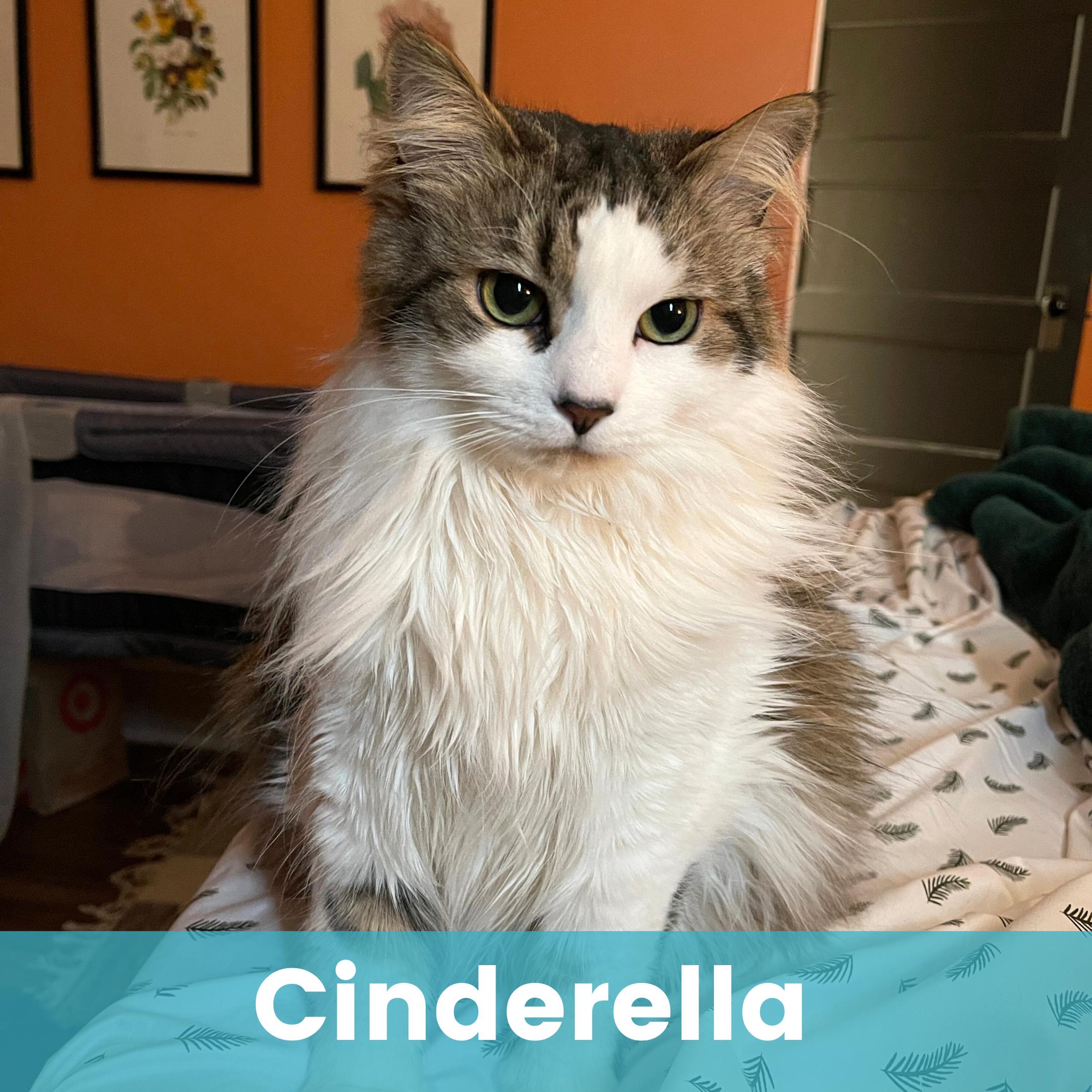 Cinderella