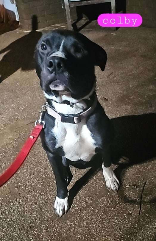 Enlarge Colby, a Adoptable Labrador Retriever in wausau, WI image 1/1