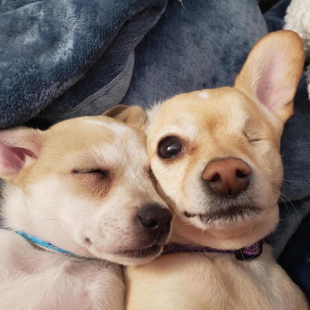 Gabriella, Adoptable, Adult Female Chihuahua.