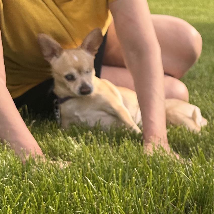 Gabriella, a Adoptable Chihuahua in Saratoga Springs, NY image 3/5