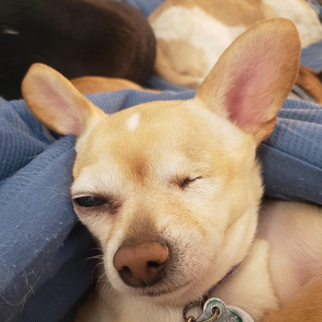 Gabriella, a Adoptable Chihuahua in Saratoga Springs, NY image 5/5