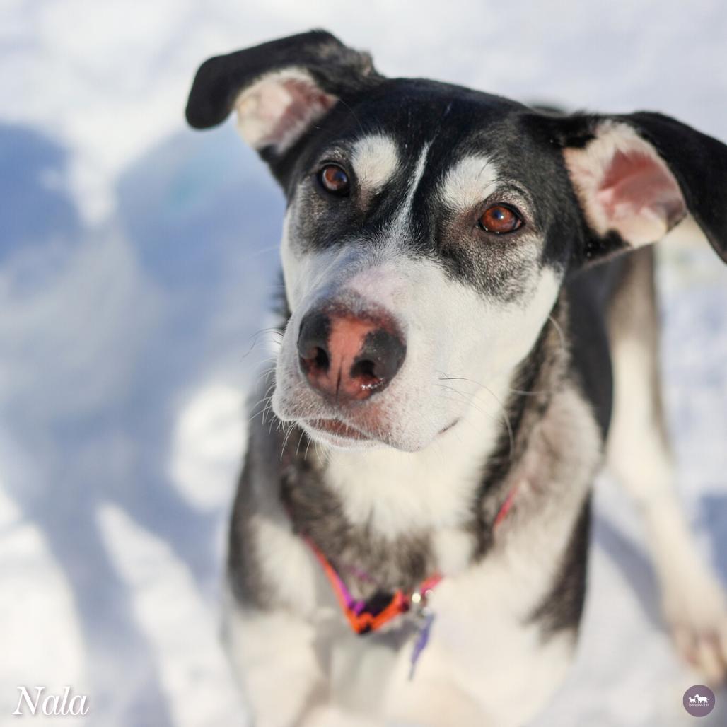Nala, Adoptable, Young Female Husky & Mixed Breed.