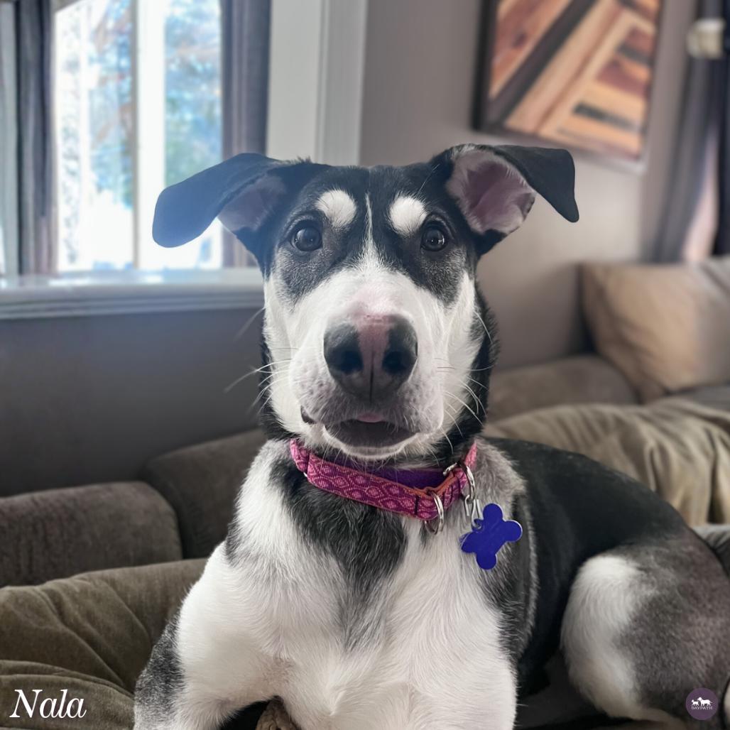 Nala, Adoptable, Young Female Husky & Mixed Breed.