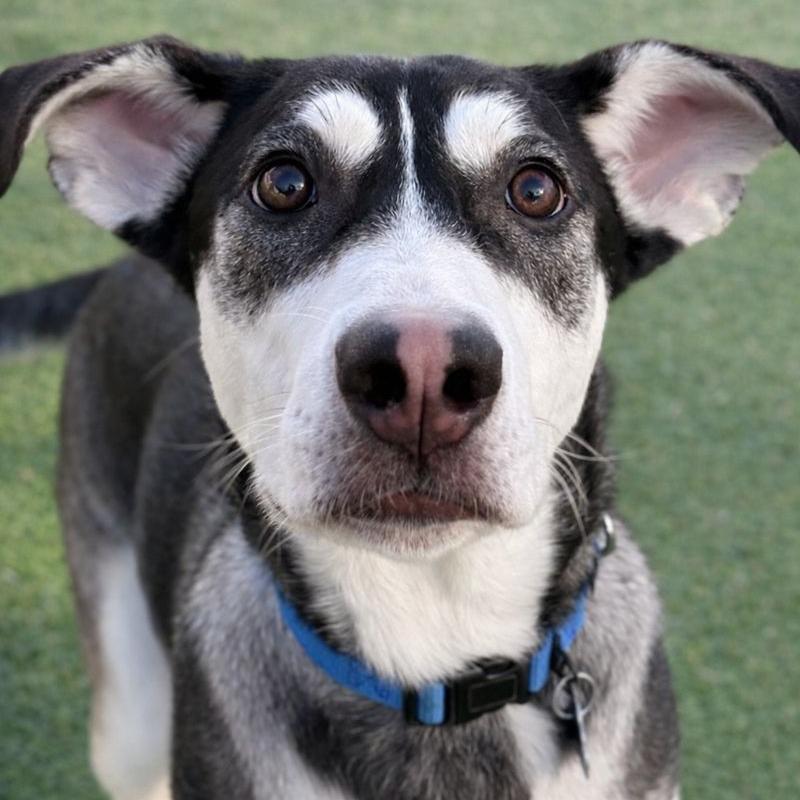 Nala, a Adoptable mixed breed in Hopkinton, MA image 3/6