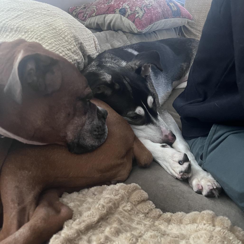 Nala, a Adoptable mixed breed in Hopkinton, MA image 4/6