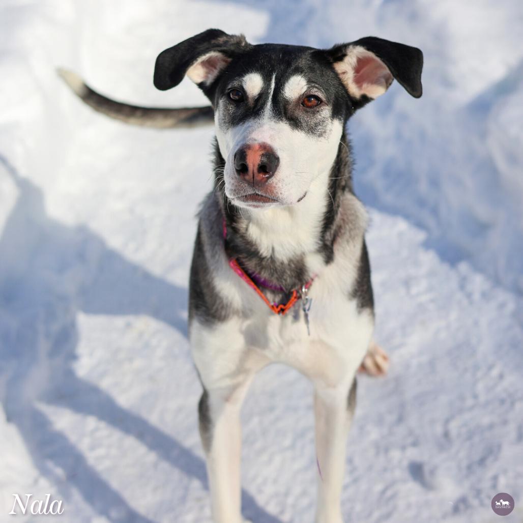 Nala, a Adoptable mixed breed in Hopkinton, MA image 5/6
