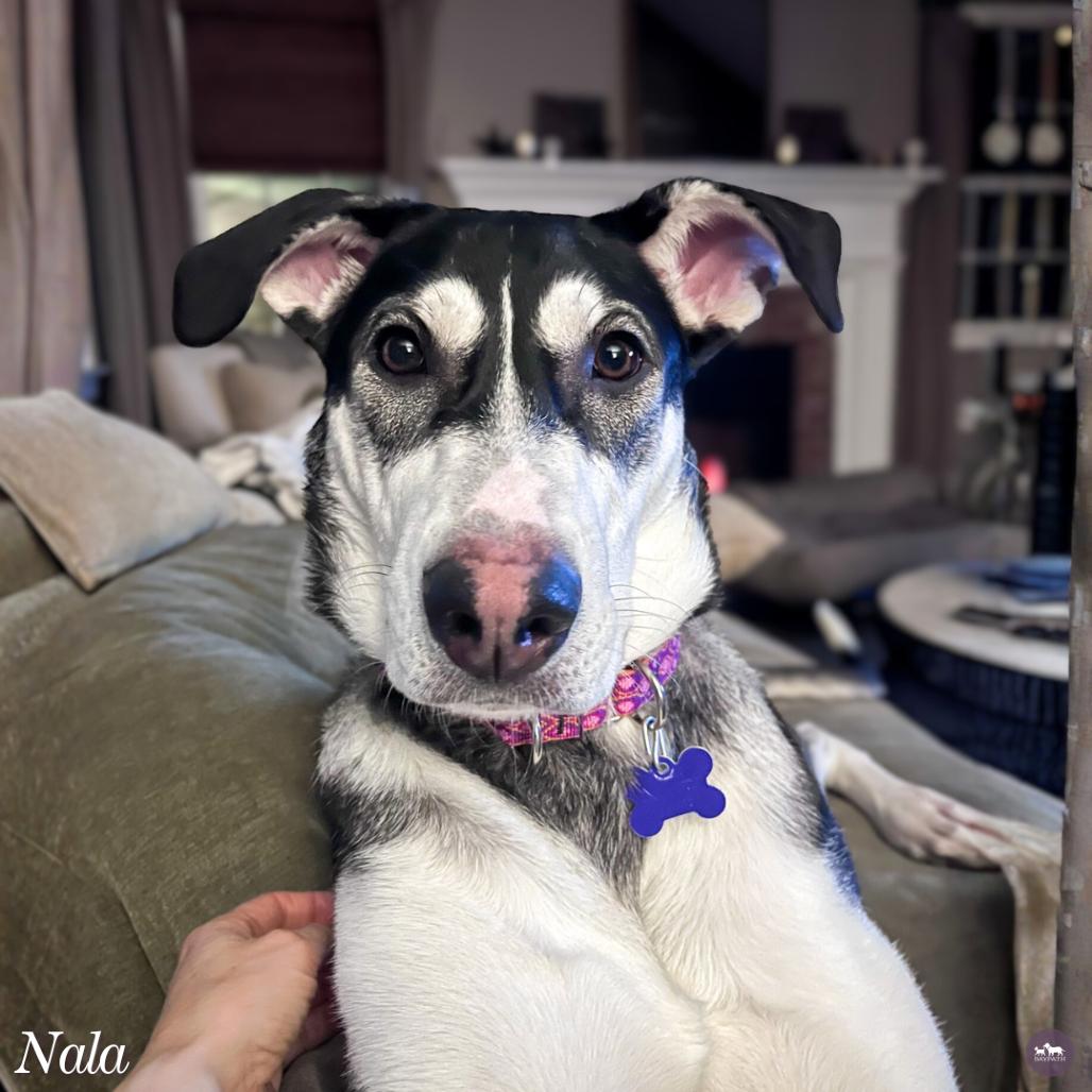 Nala, a Adoptable mixed breed in Hopkinton, MA image 6/6