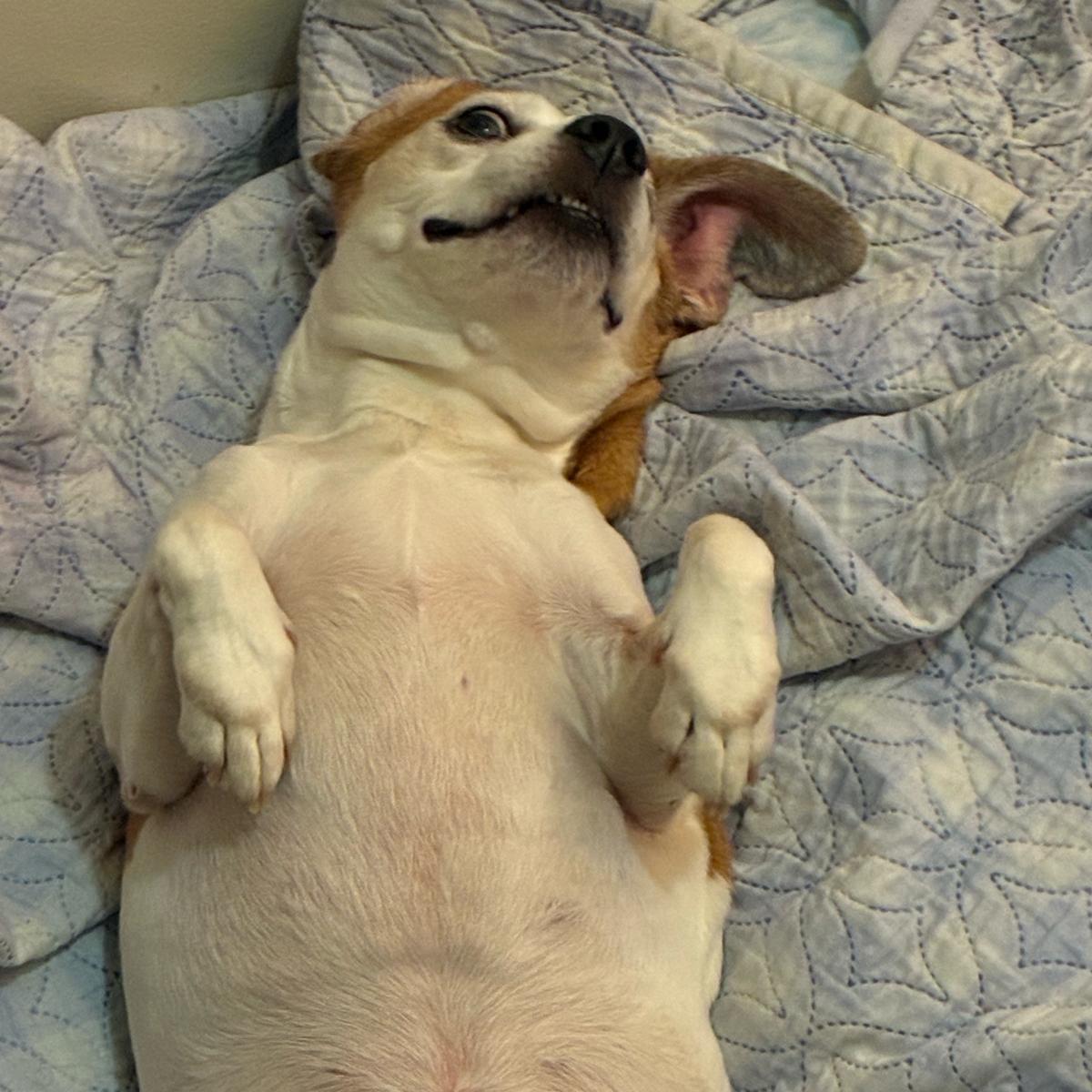 Enlarge Kilo, a ADOPTABLE Beagle in New York, NY image 4/5