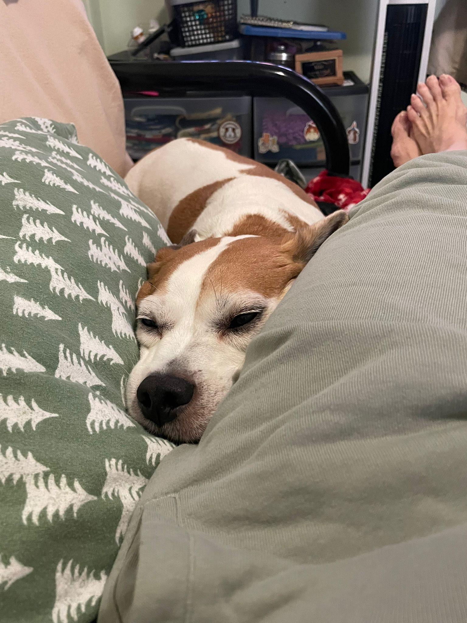 Enlarge Kilo, a ADOPTABLE Beagle in New York, NY image 3/5