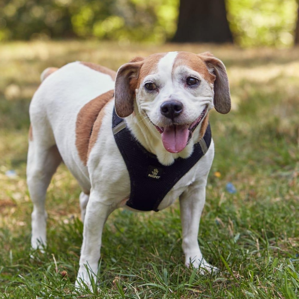 Enlarge Kilo, a ADOPTABLE Beagle in New York, NY image 2/5