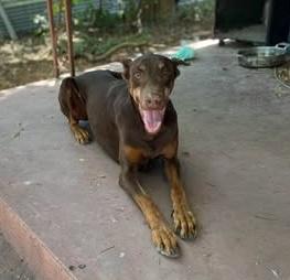 Hana, a Adoptable mixed breed in Austin , TX image 5/6