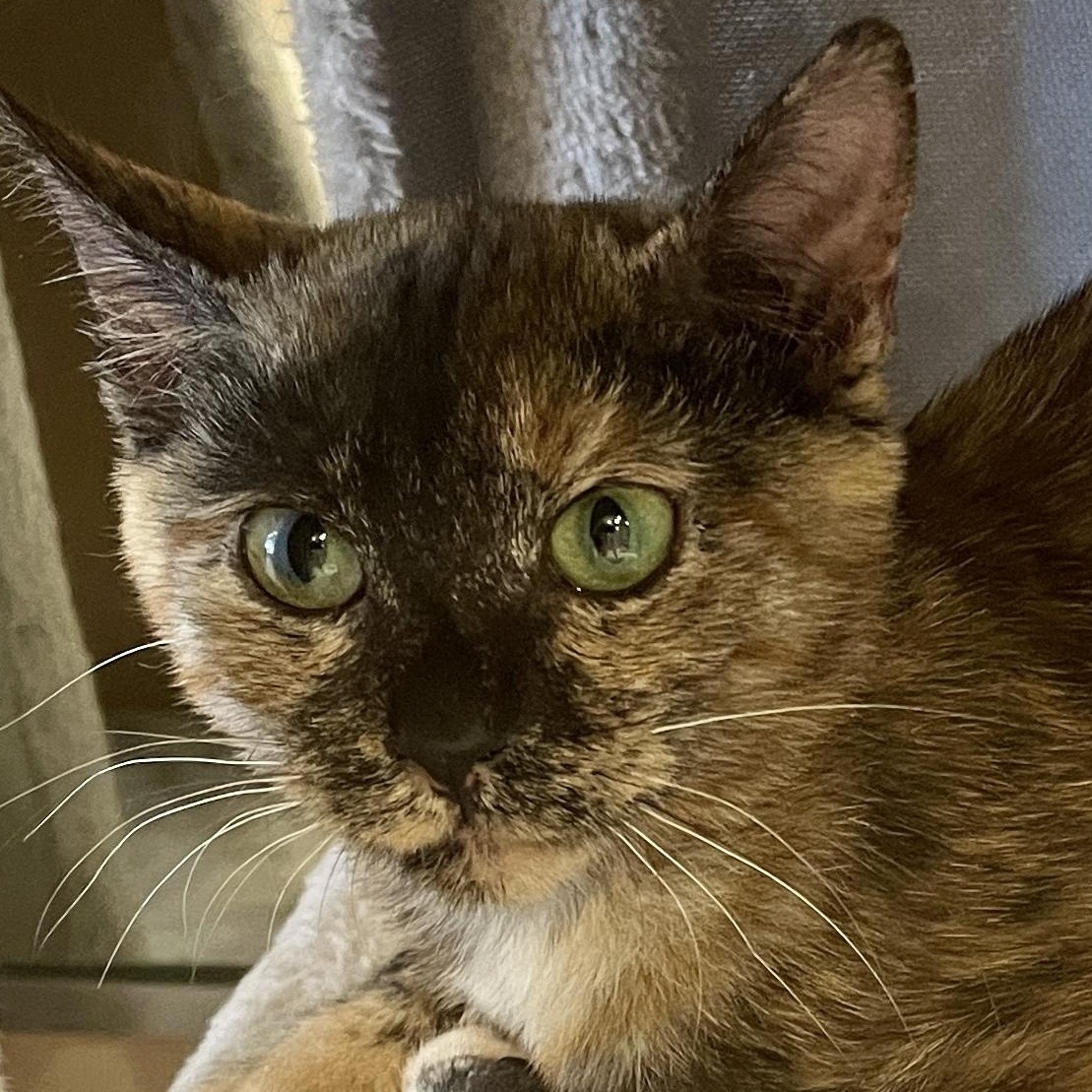 Enlarge Wednesday, a Adoptable Domestic Short Hair in Albuquerque, NM image 1/1