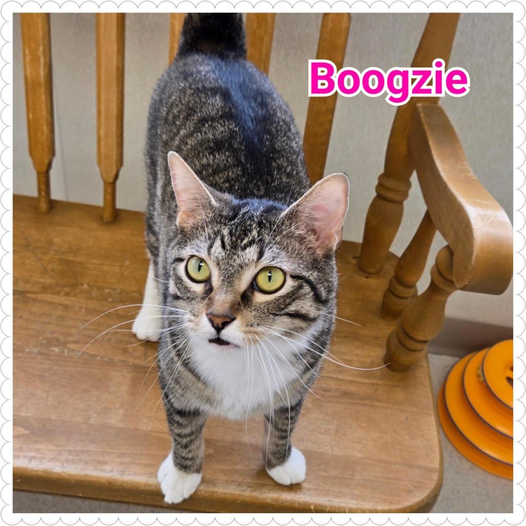 Boogzie, Adopted, Young Female Domestic Short Hair.