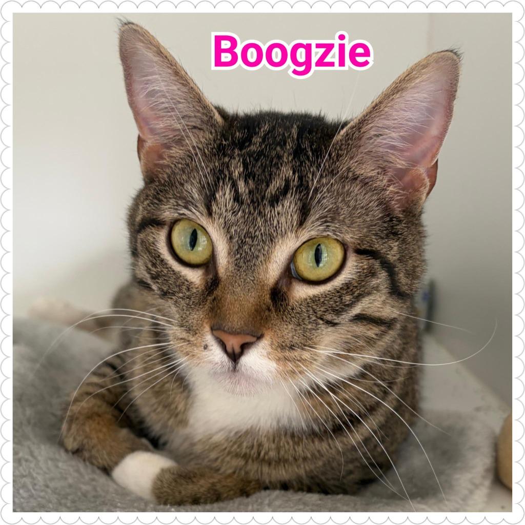 Enlarge Boogzie, a Adopted mixed breed in North Saint Paul, MN image 2/4