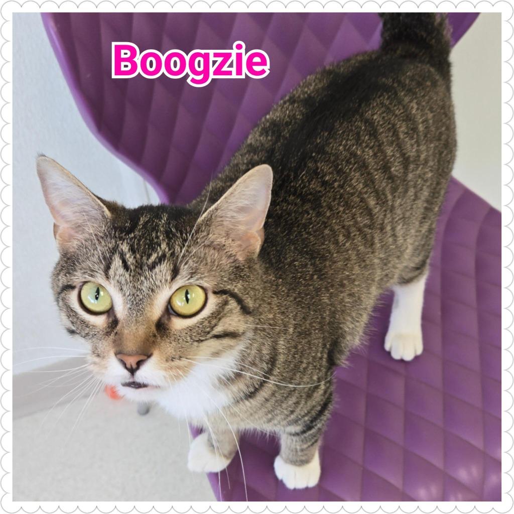 Enlarge Boogzie, a Adopted mixed breed in North Saint Paul, MN image 3/4