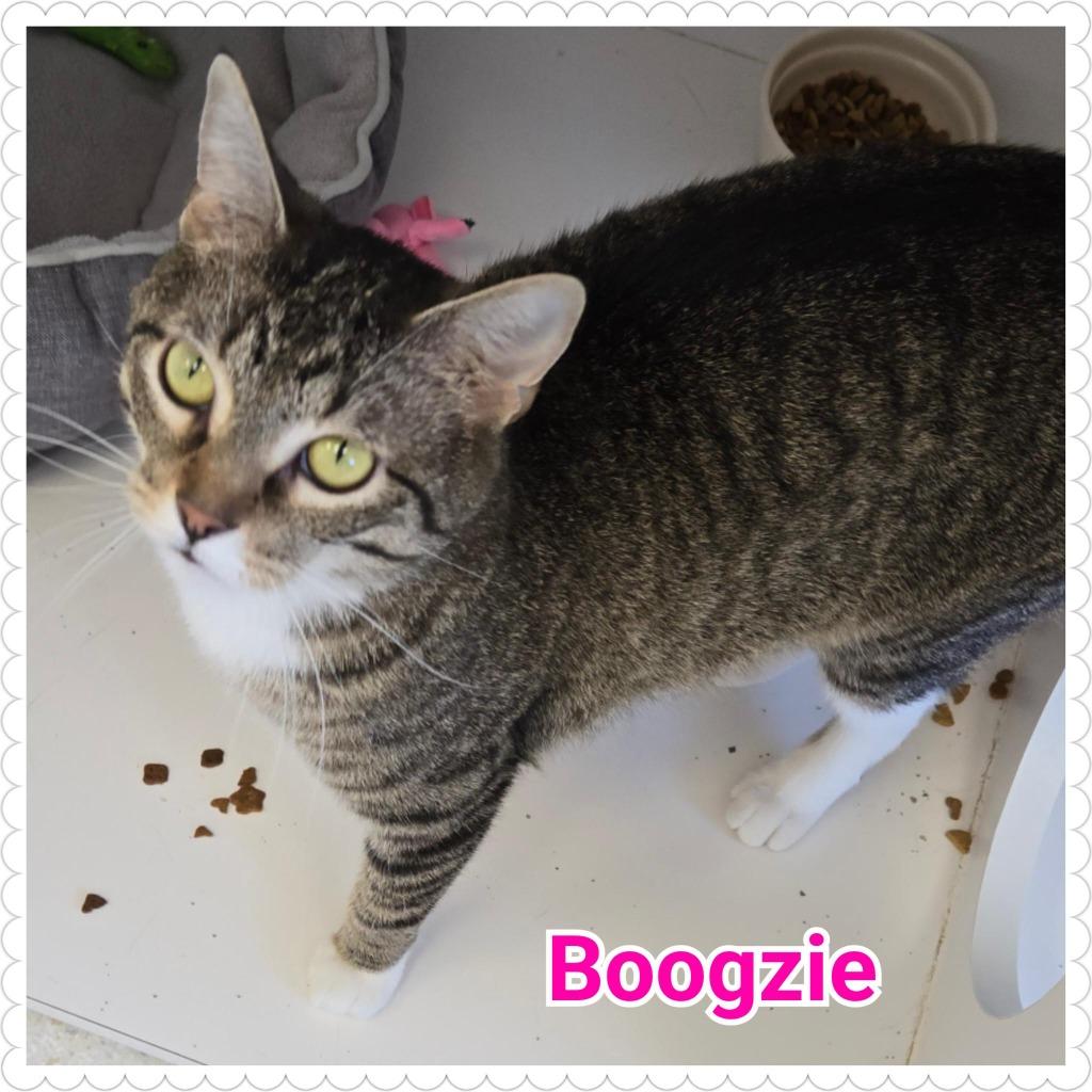Enlarge Boogzie, a Adopted mixed breed in North Saint Paul, MN image 4/4