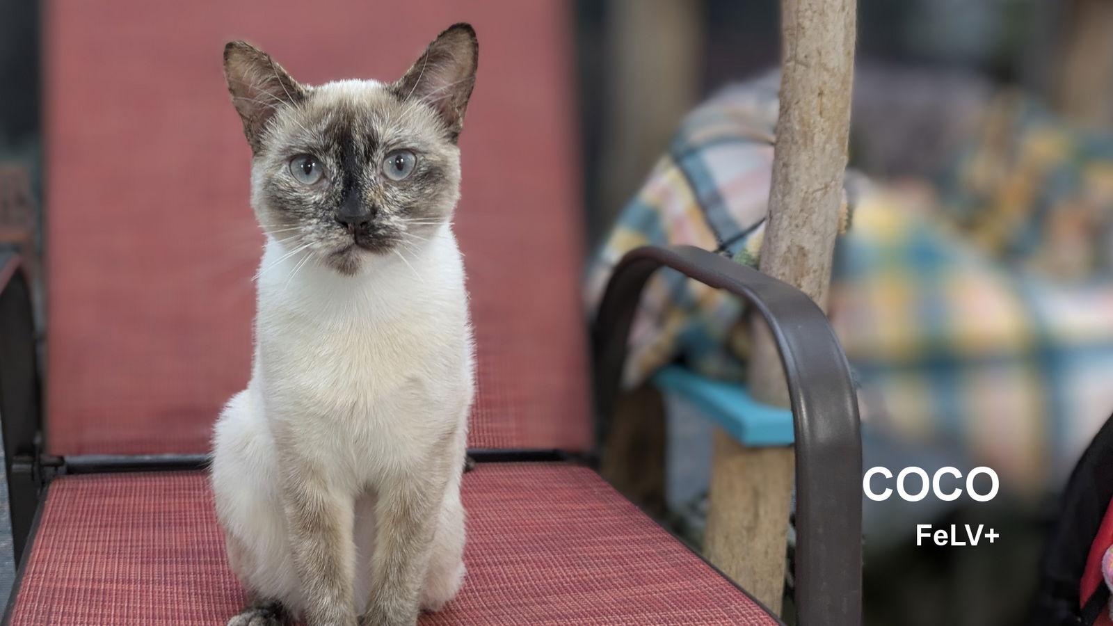 Coco, a Adoptable Siamese in Santa Rosa, CA image 1/3