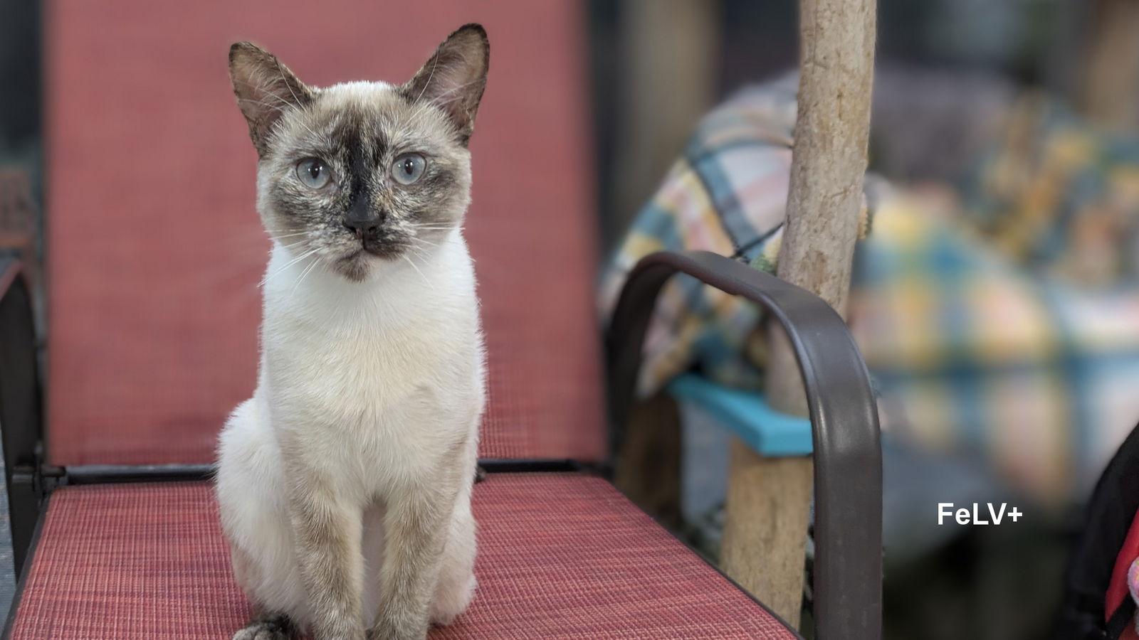 Coco, a Adoptable Siamese in Santa Rosa, CA image 2/3