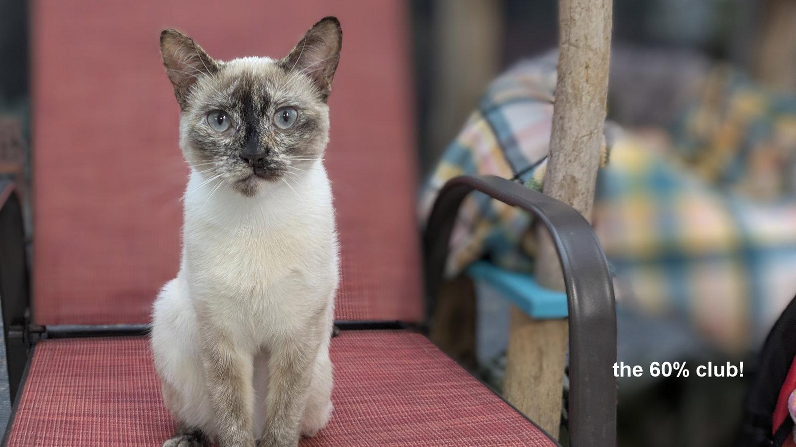 Coco, Adoptable, Kitten Female Siamese.