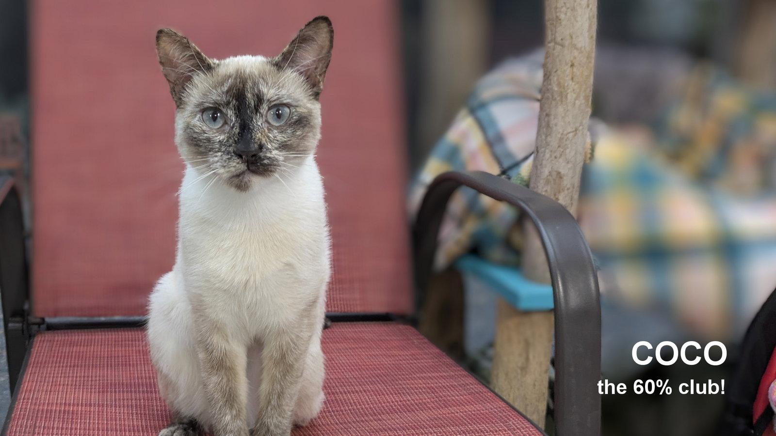 Enlarge Coco, a Adoptable Siamese in Santa Rosa, CA image 2/3