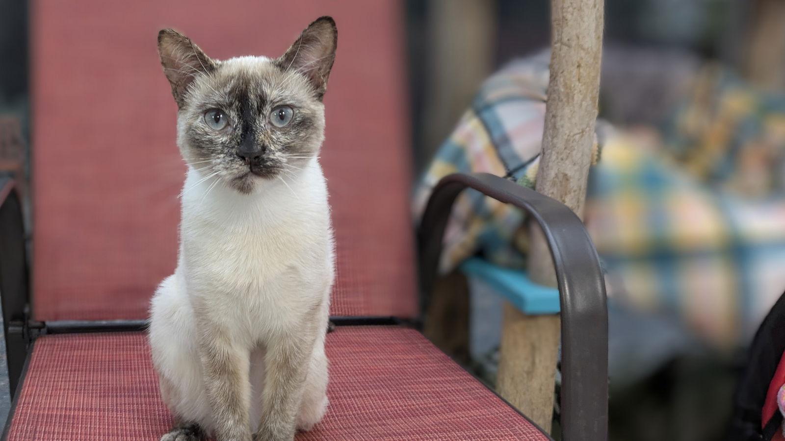Coco, a Adoptable Siamese in Santa Rosa, CA image 3/3