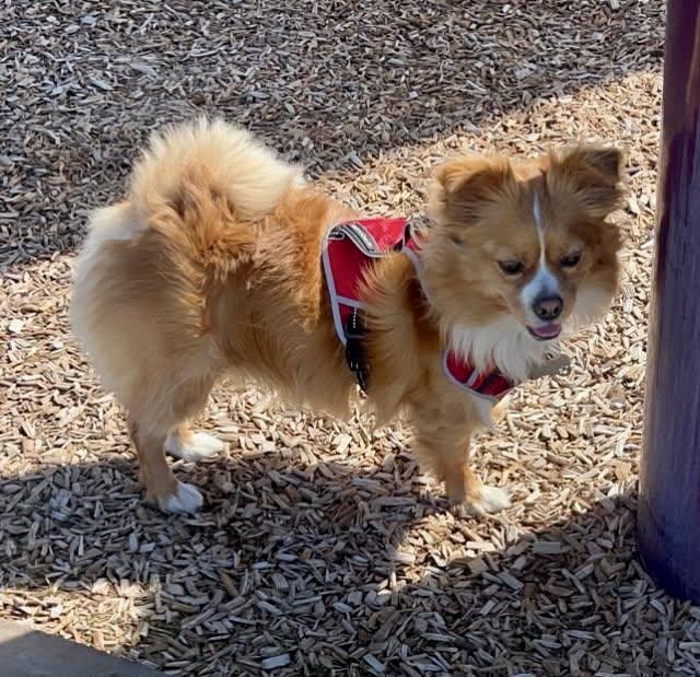Dipper, Adopted, Adult Male Pomeranian.