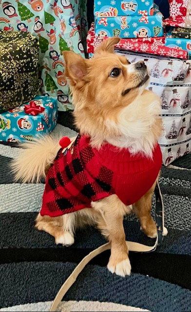 Enlarge Dipper, a Adopted Pomeranian in Mesa, AZ image 2/3