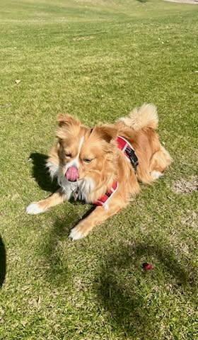 Enlarge Dipper, a Adopted Pomeranian in Mesa, AZ image 3/3