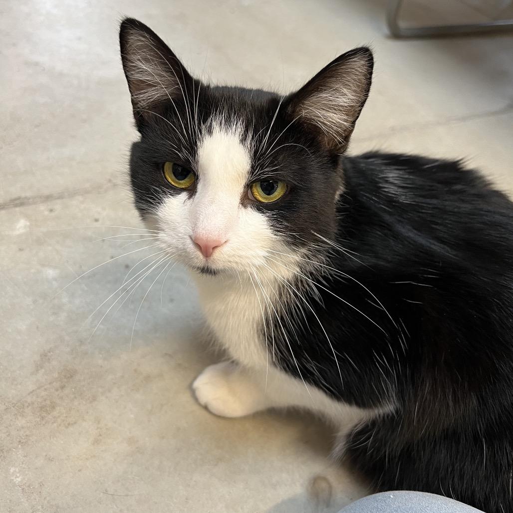 Moo, Adoptable, Adult Male Domestic Short Hair.