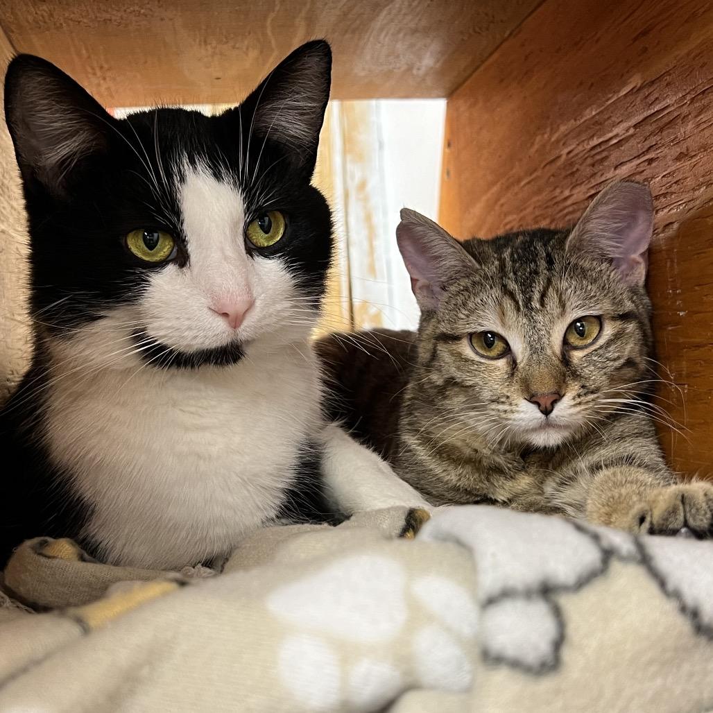 Enlarge Moo, a Adoptable Domestic Short Hair in Delaware, OH image 2/6